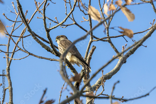 tailed hawk perched on branch