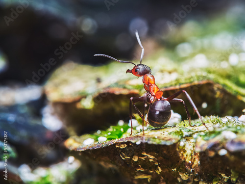 A worker ant /Formica rufa/ in its natural forest habitat in close-up © Waldek Pietrzak