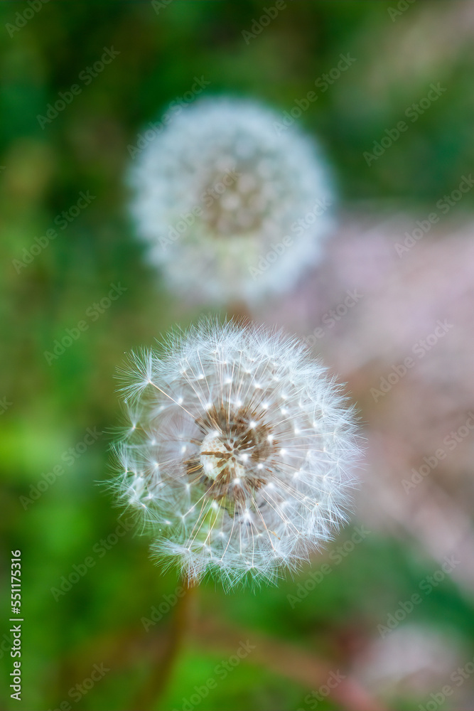 dandelion in the grass dandelion in the grass