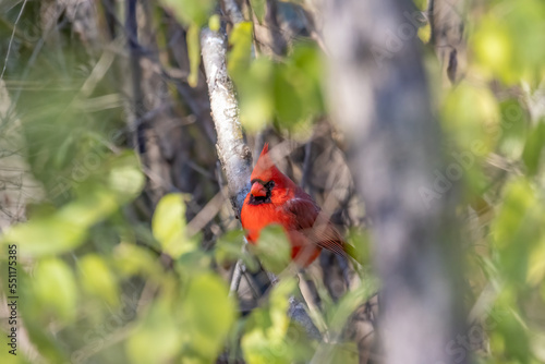 cardinal in tree © Eric