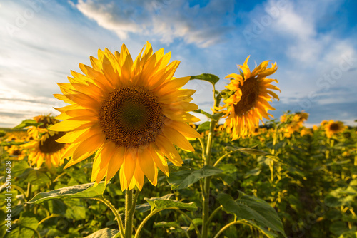 Fototapeta Naklejka Na Ścianę i Meble -  Field of blooming sunflowers