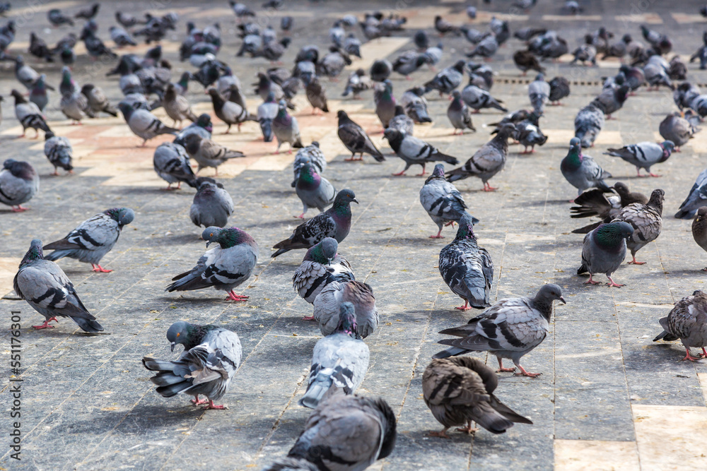 Fototapeta premium A lot of doves