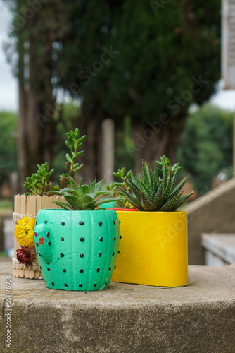 Colorful potted plants of the succulent type outdoors vertical