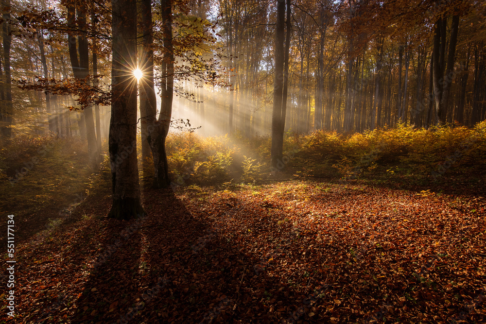 Naklejka premium Beautiful colourful landscape in autumn season with rays of light in. forest. Romania