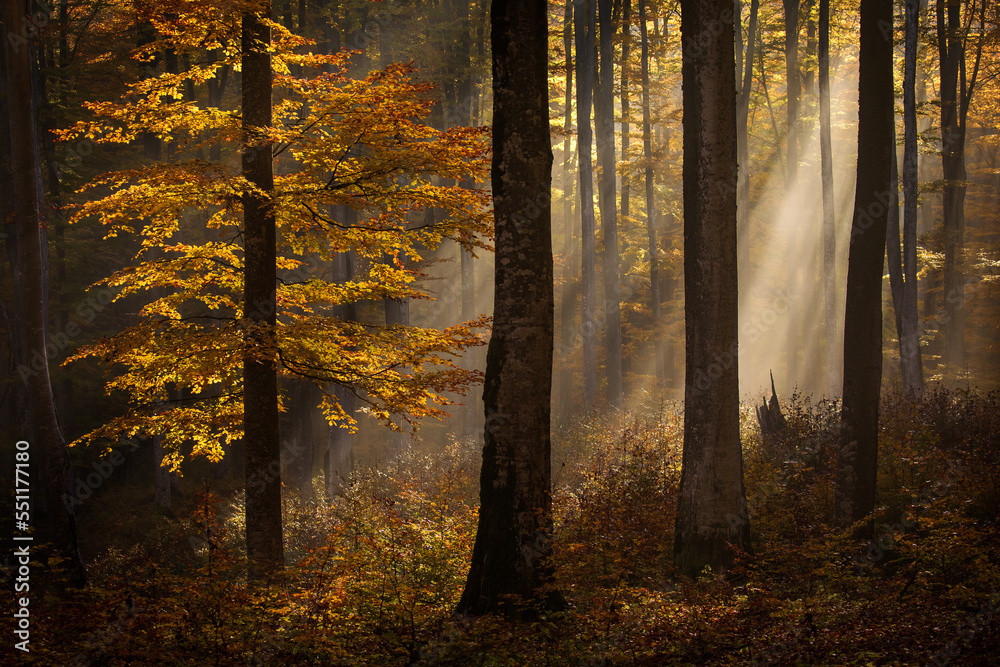 Beautiful colourful landscape in autumn season with rays of light in. forest. Romania Beautiful colourful landscape in autumn season with rays of light in. forest. Romania