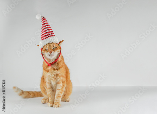 Beautiful cat with beautiful eyes. Ginger cat. Girl and cat. Christmas. Banner. copy space