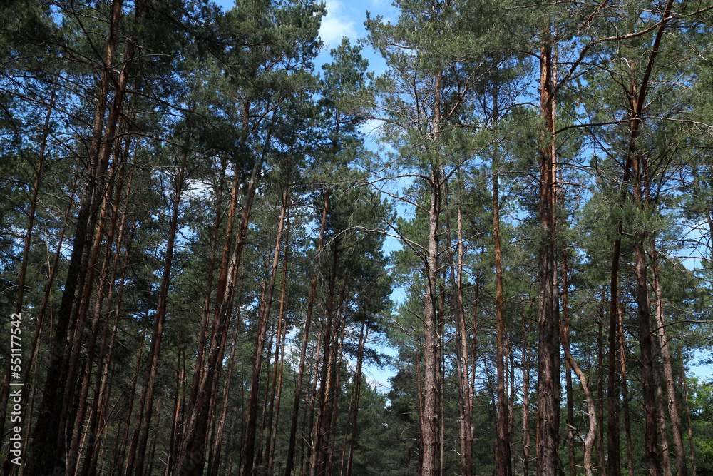 Pine forest in summertime - Ile-de-France - France Pine forest in summertime - Ile-de-France - France