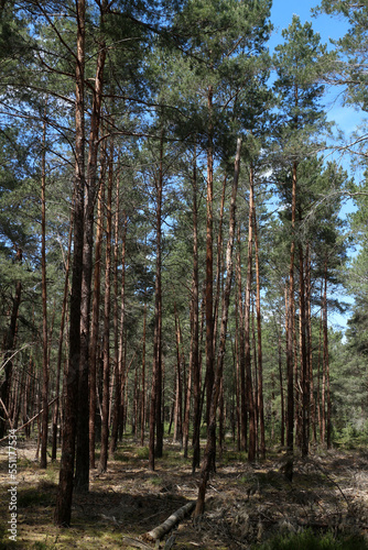 Pine forest in summertime - Ile-de-France - France