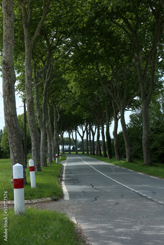 D906 road lined with trees - Choisel - Yvelines - Ile-de-France -France