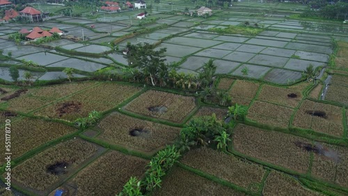 Rice fields in Bali