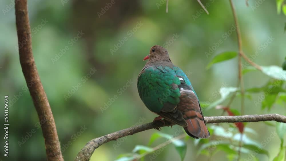 a rear view of a common emerald dove perching on a branch in the rainforest at lake eacham of nth qld, australia a rear view of a common emerald dove perching on a branch in the rainforest at lake eacham of nth qld, australia