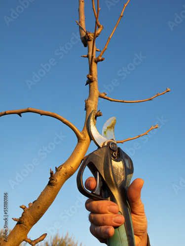 Man's hand with electric shears pruning a branch of a fruit tree in winter.