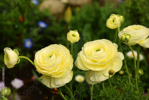 Yellow ranunculus flowers blooming in a flower bed in early spring