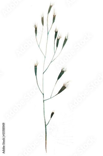 Dry thorny grass on a white background. Watercolor illustration.