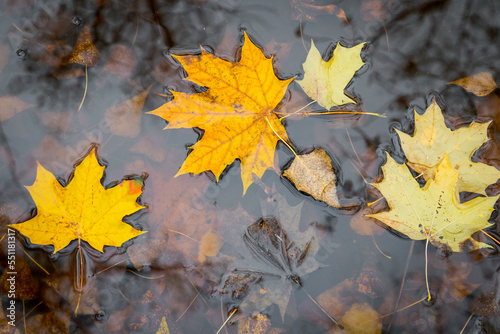 Fallen yellow maple leaves in autumn puddle.