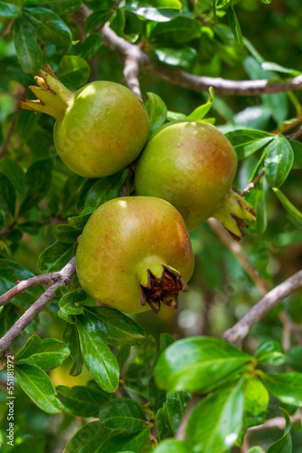 Green pomegranades brewing on a branch