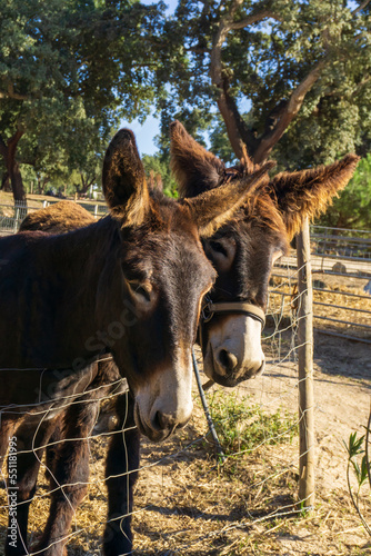 Couple of cute Catalan donkeys