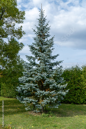 blue spruce tree in the city park