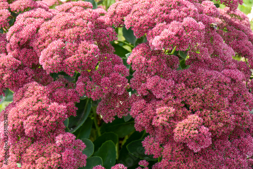 Sedum Autumn Joy, also known as stonecrop, is an easy care drought tolerant perennial which blooms in the late summer garden. photo