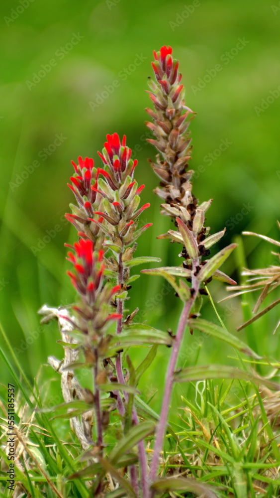 Indian paintbrush flower in Cotacachi, Ecuador Indian paintbrush flower in Cotacachi, Ecuador
