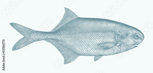 Fotografia Elephantfish petrocephalus bane, african freshwater fish in side view