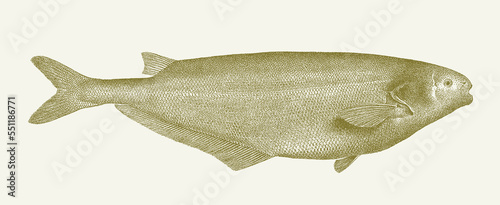 Bebe mormyrid hyperopisus, tropical african freshwater fish in side view