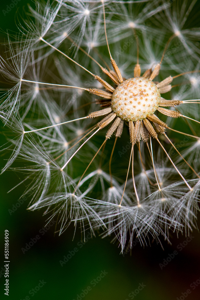 Dandylion Close Up
