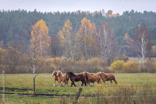 Pferdeweide in Wiejki, Podlachien, Polska (Polen)
