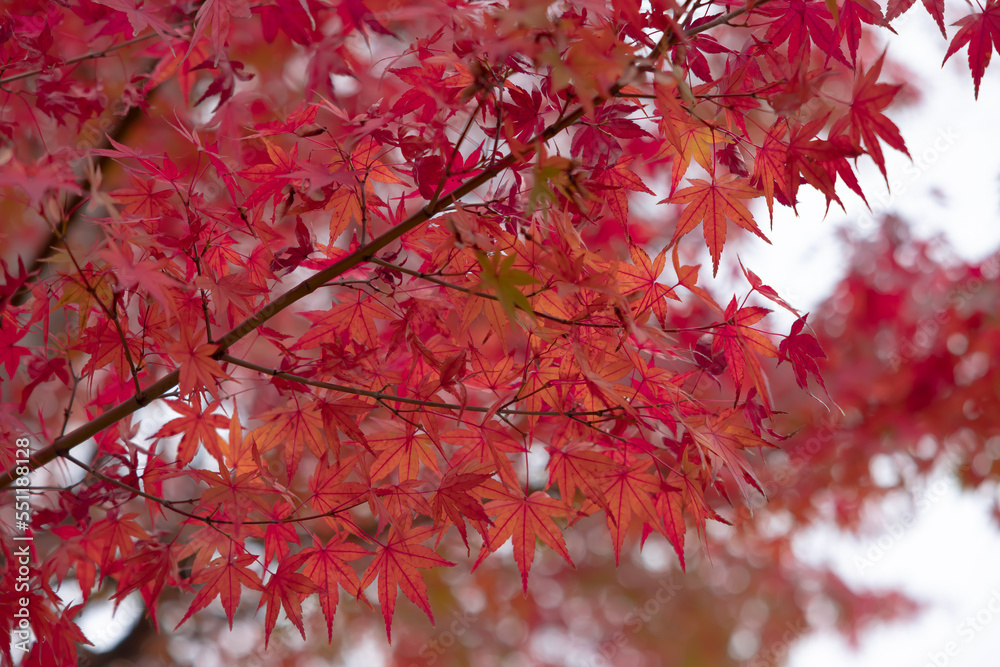 東京都／江戸川／紅葉