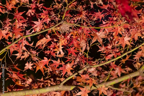 東京都／杉並／紅葉