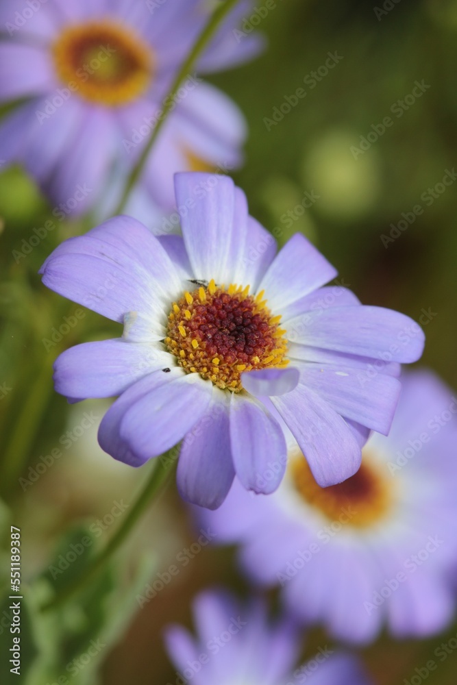 Close-up of a beautiful light blueish purple Swan River Daisy. Close-up of a beautiful light blueish purple Swan River Daisy.