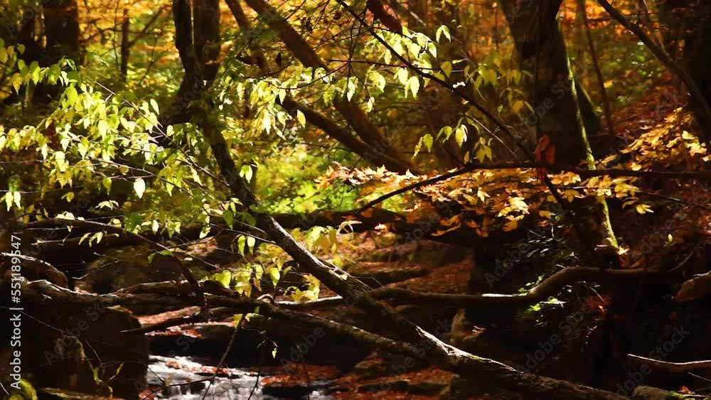 マゼノ渓谷の紅葉