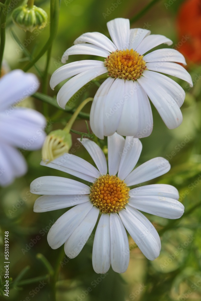 Beautiful White Swan River Daisies Beautiful White Swan River Daisies