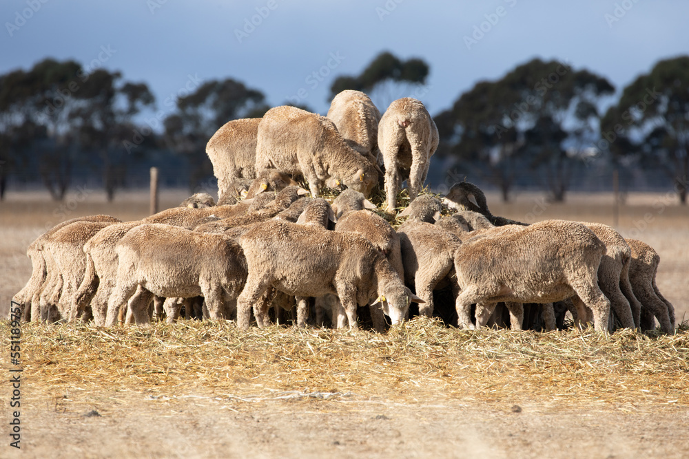 A herd of sheep feeding on hay. Australia. A herd of sheep feeding on hay. Australia.