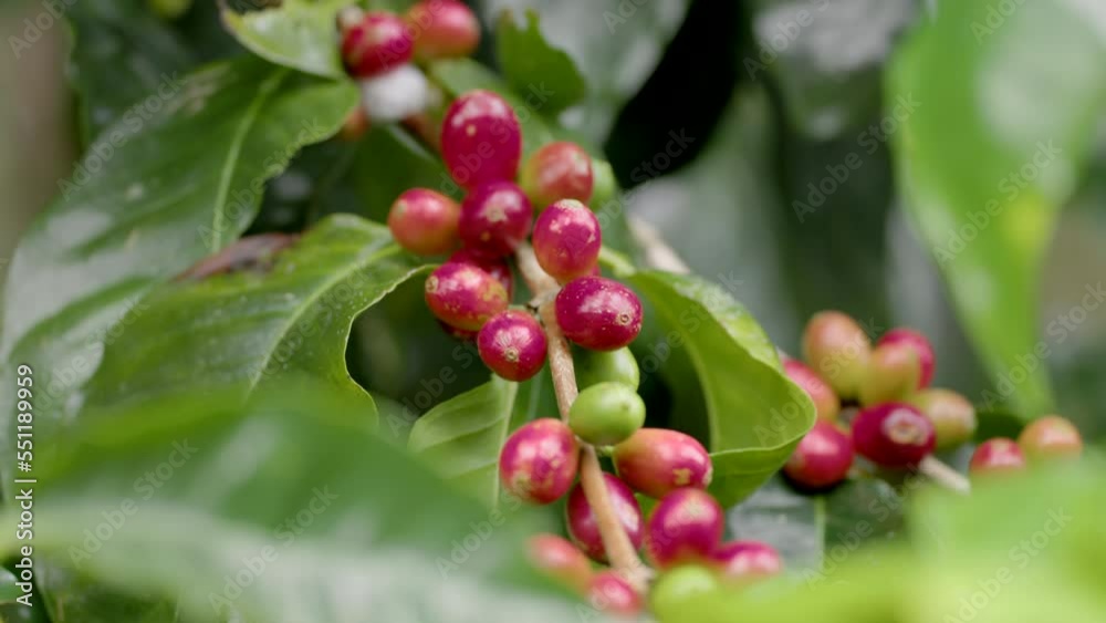 a close up of ripe coffee cherries on a bush at the atherton tableland in north qld, australia a close up of ripe coffee cherries on a bush at the atherton tableland in north qld, australia