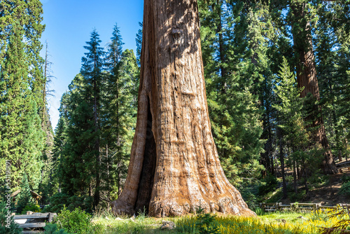 Sequoia National Park in California