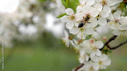 Honey bee is pollinating flower of the blossoming spring tree. Macro