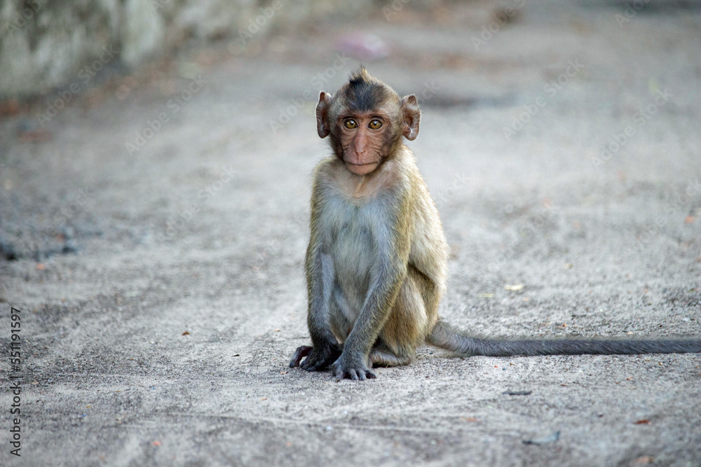 Obraz premium 可愛いサル