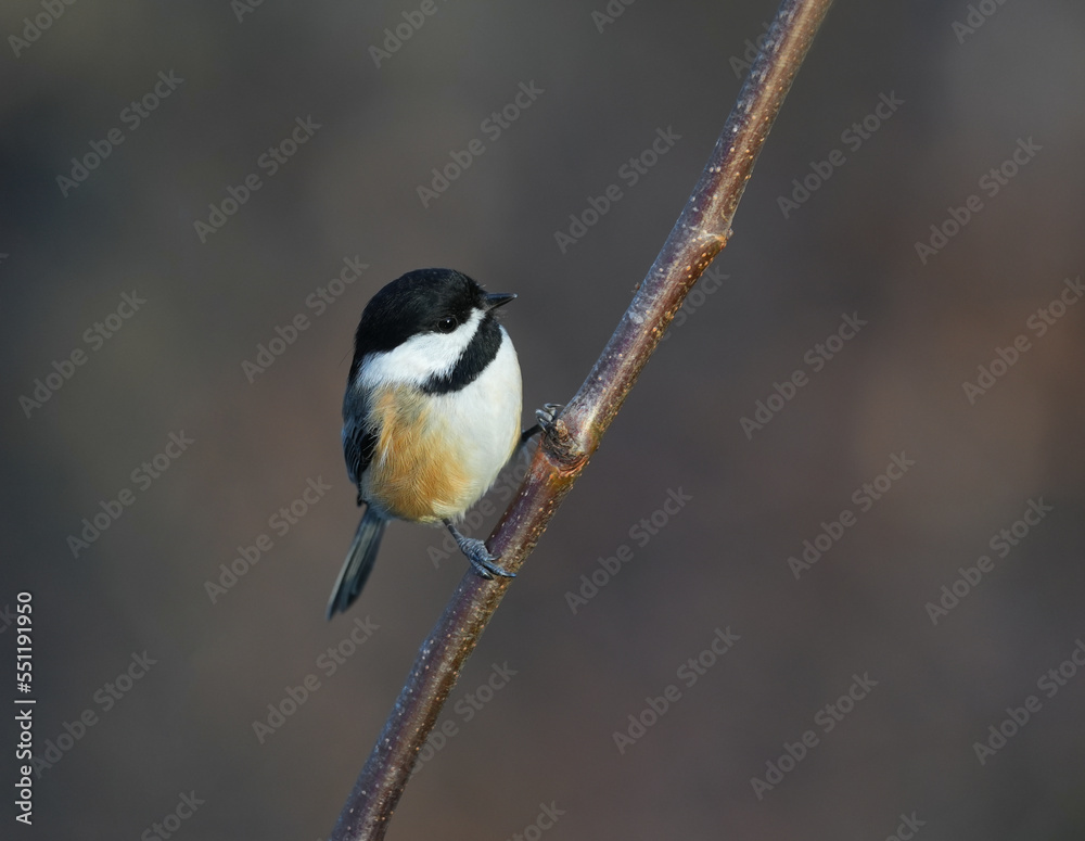 black capped chickadee bird standing on the tree branch black capped chickadee bird standing on the tree branch