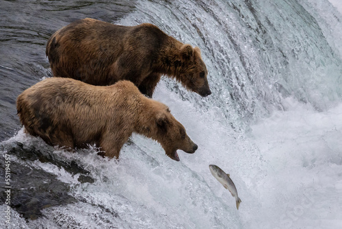 Grizzly bear catching salmon on waterfall