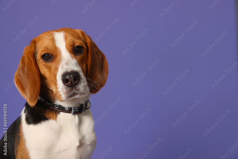 Adorable Beagle dog in stylish collar on purple background. Space for text