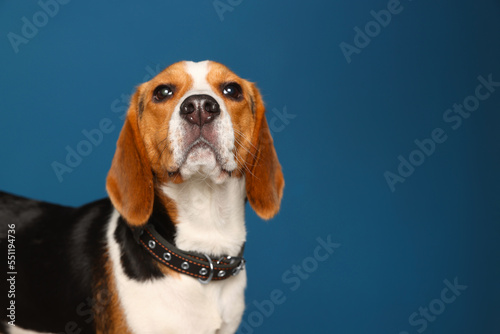 Adorable Beagle dog in stylish collar on dark blue background. Space for text © New Africa