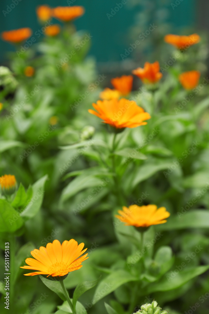 Beautiful colorful calendula flowers growing in garden Beautiful colorful calendula flowers growing in garden