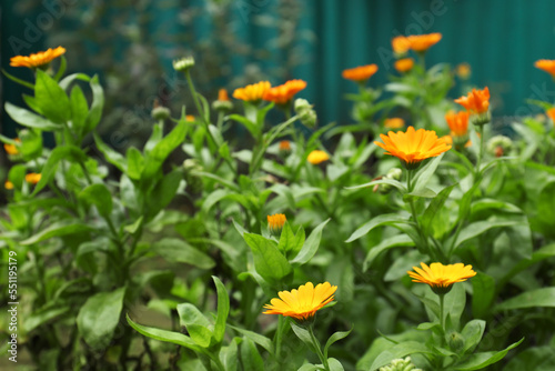 Beautiful blooming calendula flowers outdoors. Space for text