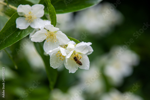 Macro of honeybee on flowers  collecting pollen
