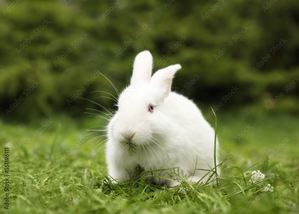 Cute white rabbit on green grass outdoors Cute white rabbit on green grass outdoors