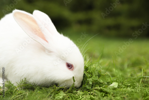 Cute white rabbit on green grass outdoors. Space for text © New Africa