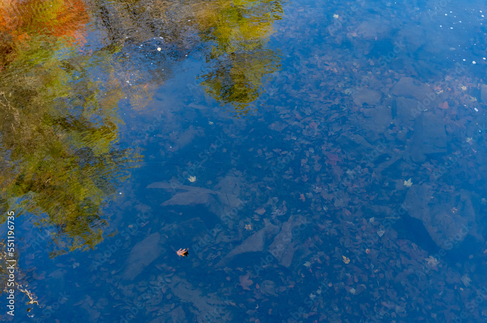 Leaves under the Water