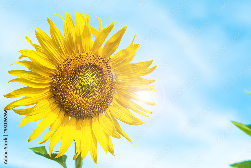 Sunflowers blooming sunflowers on a background blue sky. Sunflowers blooming sunflowers on a background blue sky.