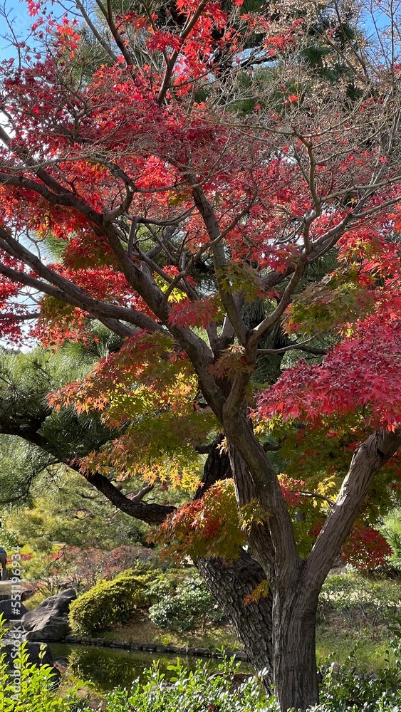 red maple tree
